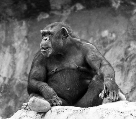 A view of a beautiful gorilla in its habitat in grayscale