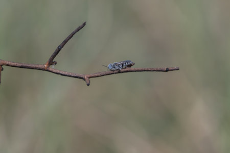 A macro shot of a bug on a dried tree branch against a blurred background