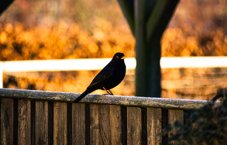 A closeup shot of a black bird in the autumn parkの写真素材