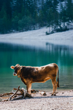 A vertical shot of a brown cow near a green lake in the Italian countrysideの写真素材