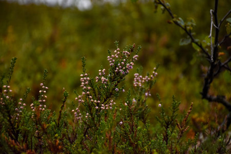 A closeup of wildflowers in a fieldの写真素材