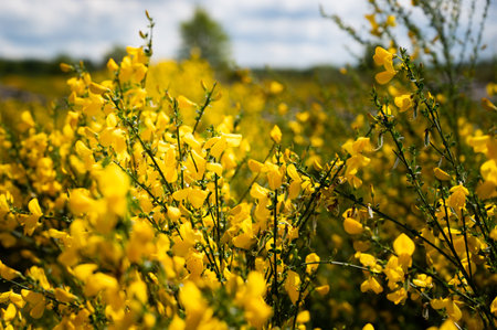 A selective of common broom (Cytisus scoparius) growing in a fieldの写真素材