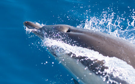A closeup shot of a dolphin swimming in the seaの写真素材