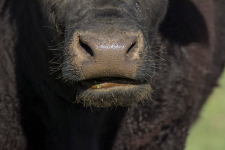 A closeup shot of a black cow mouth in the field on a sunny day in Boulder, Coloradoの写真素材