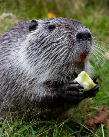 vertical photo of Amerrican nutria (myocastor coypus)の写真素材