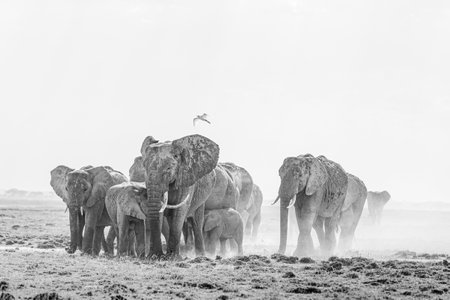 The herd of elephants walking through the grassの写真素材
