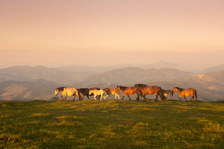 horses walking on the mountains of the basque country in spainの写真素材