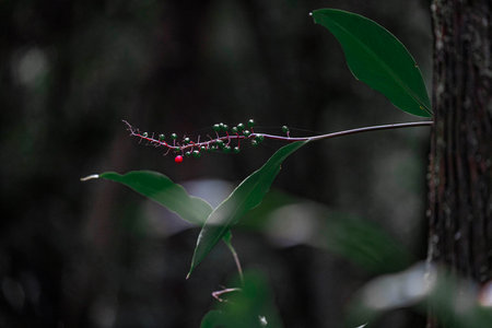 A small red berry growing on a tree branch