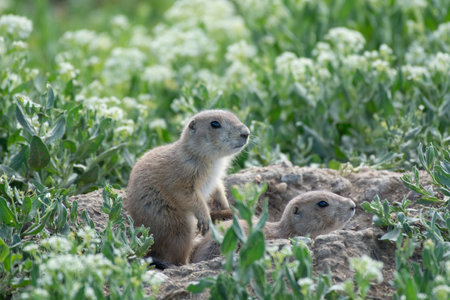 A closeup shot of Prairie dogs in the field amid green plants on a sunny day in Boulder, Coloradoの写真素材