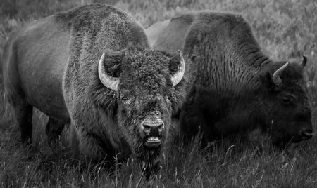 A grayscale shot of American buffalos grazing at the Yellowstone National Park in Wyoming, USAの写真素材