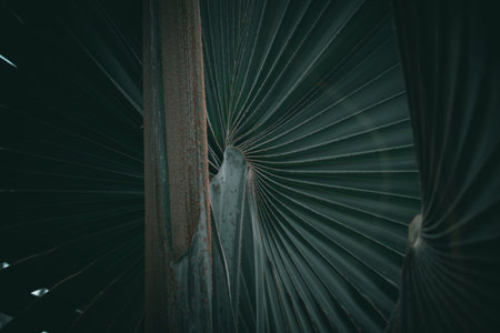 A vertical, dark palm tree leavesの写真素材
