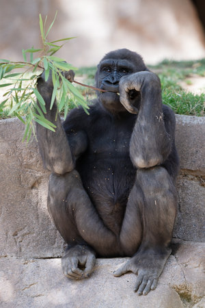 A vertical closeup of a gorilla eating a plant while sitting, outdoors during daylight