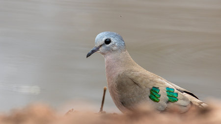 A closeup of a streptopelia bird on a blurred backgroundの写真素材