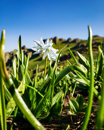 A vertical shot of flowers on the background of beautiful mountains of Syunik region of Armeniaの写真素材