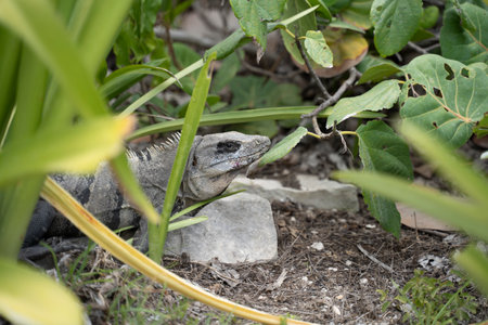 A closeup shot of an iguana of the Yucatan in Mexicoの写真素材