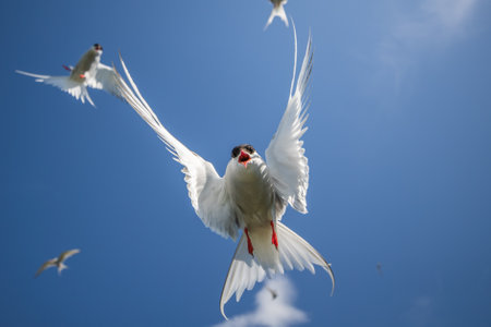 A low angle shot of white doves flying in the skyの写真素材