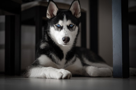 A beautiful hasky dog looking to the cameraの写真素材