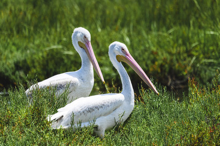 A closeup of pelicans walking on the green grass during daylightの写真素材