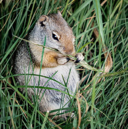 A closeup of a cute squirrel munching grass at a fieldの写真素材