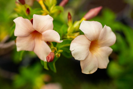 A selective focus shot of allamanda flowers