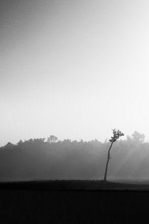 A vertical grayscale shot of a landscape with treesの写真素材