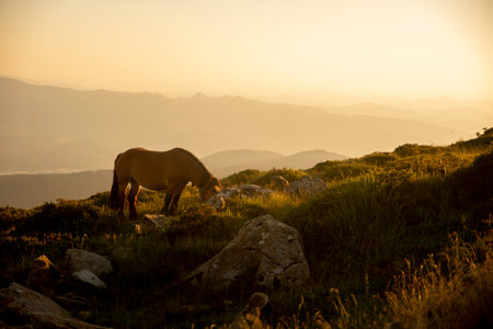 A horse grazing on a mountain covered in greenery under the sunlight in the countrysideの写真素材