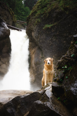 A vertical shot of a fluffy dog in a forest standing on the stoneの写真素材