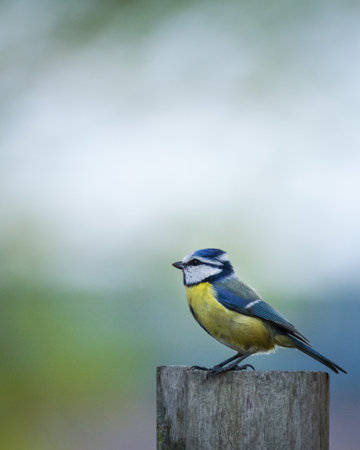 A soft focus of a Eurasian blue tit perched on a woodの写真素材