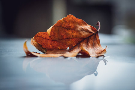 A closeup of a fallen brown leaf floating on a water surface in autumn