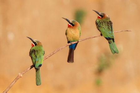 A selective focus of three colorful white-fronted bee-eater birds perched on a tree branchの写真素材