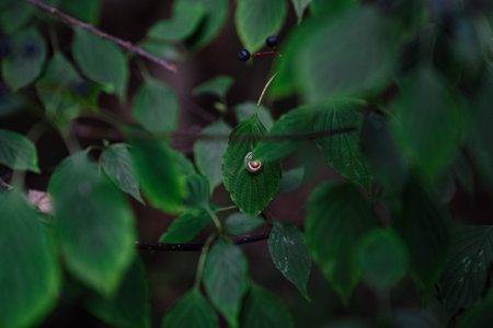 A selective focus shot of a small snail on plant leafの写真素材