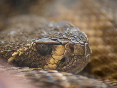A selective focus shot of a diamondback snakeの写真素材