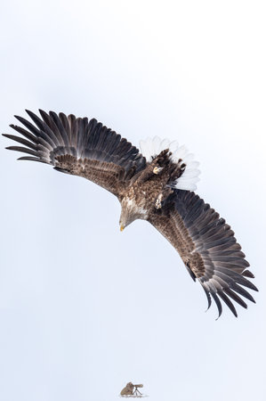 A beautiful shot of an eagle in motion during the day