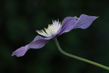 A closeup shot of a beautiful Clematis blooming in the gardenの写真素材