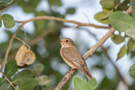 A brown sparrow perched on a tree branch in the wildの写真素材