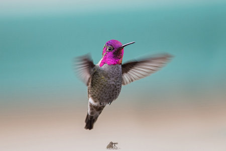 A closeup shot of a hummingbird in motion with blurred backgroundの写真素材