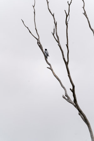A vertical shot of a Black-faced cuckooshrike perched on a bare tree branch on a gloomy dayの写真素材