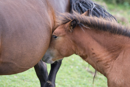 A closeup shot of horses in the Basque countryの写真素材