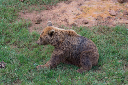 A brown bear lying on the grassの写真素材