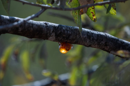 A closeup shot of an amber on a tree branch