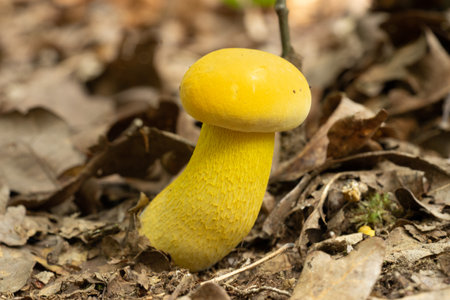 A closeup shot of wild mushroomの写真素材