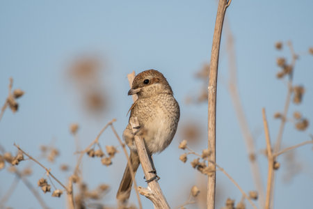 A selective focus of a sparrow on a dried wildflower in a fieldの写真素材
