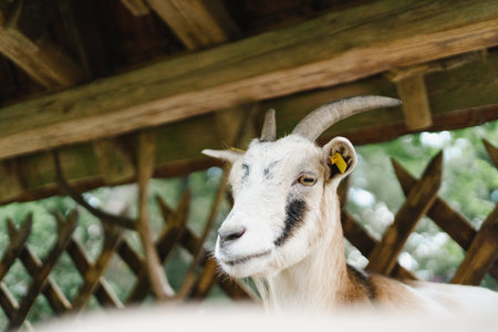 A closeup of the head of a goat on a farmの写真素材