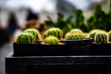 A closeup shot of little cactuses in pots in a shopの写真素材