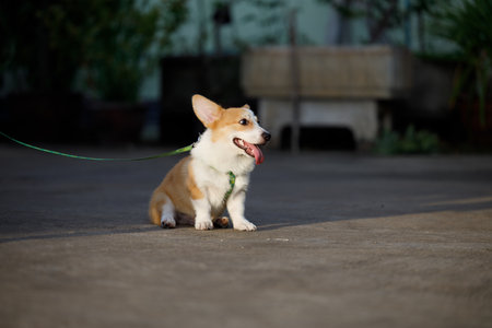 A closeup shot of a Pembroke Welsh Corgi outdoorsの写真素材