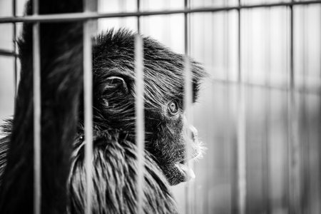 A beautiful shot of a monkey in a zoo in grayscaleの写真素材