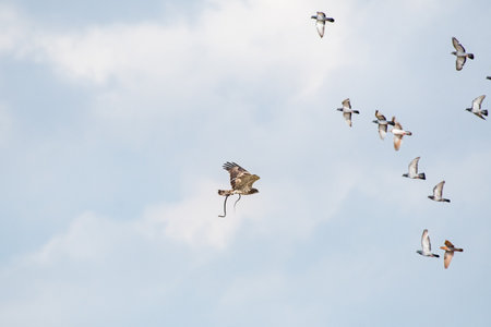 A flying hawk catches a snake meets a flock of doves up in the airの写真素材
