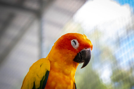 A closeup shot of an orange and green parrot in a cageの写真素材