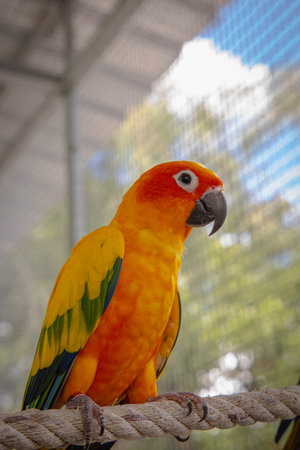 A closeup shot of an orange and green parrot in a cageの写真素材