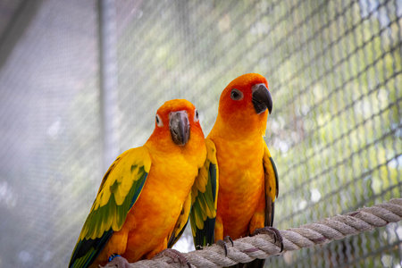 A closeup shot of orange and green parrots in a cageの写真素材
